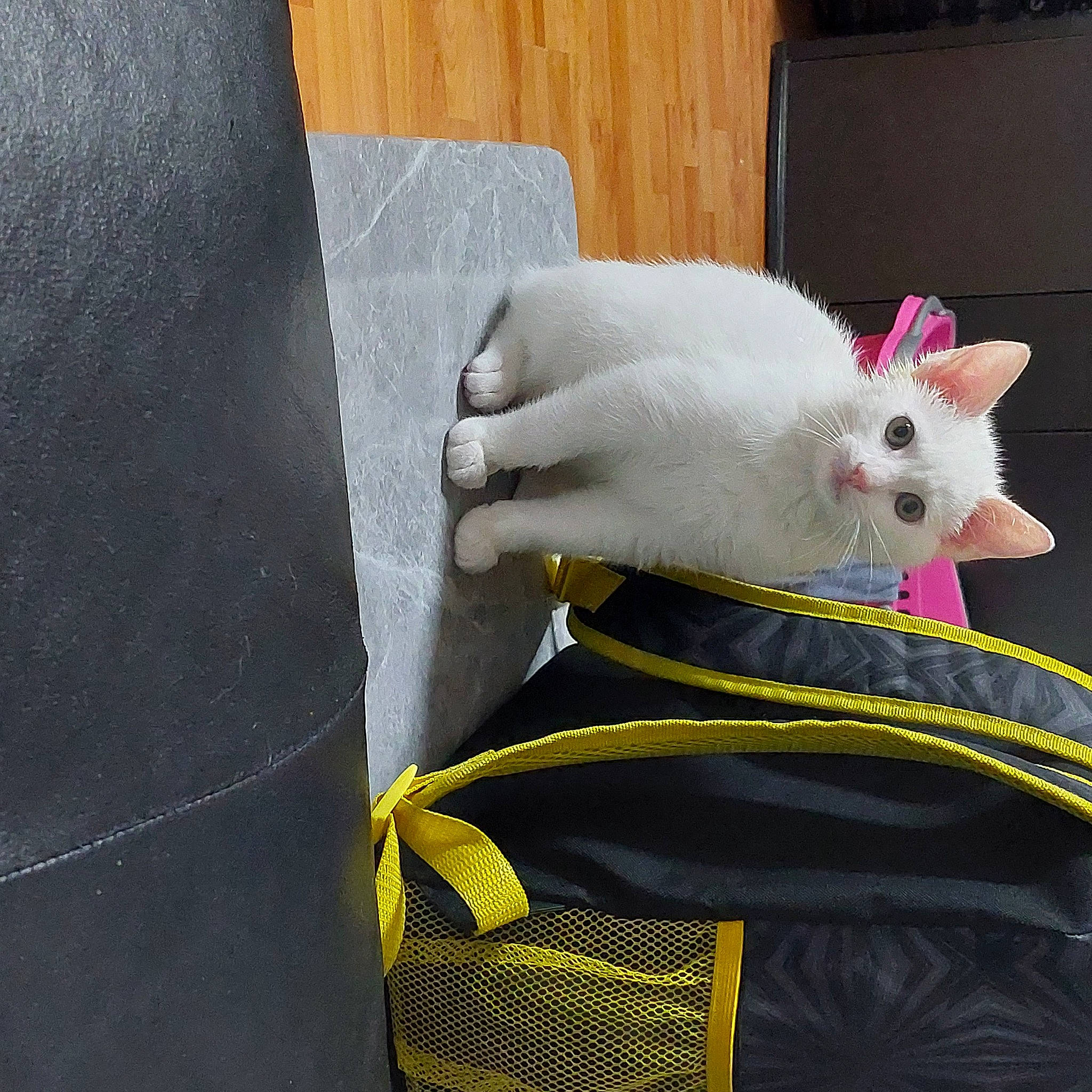 Leon is registered to the contest to win money with this photo: baby_products, bag, carmine, carnivore, cat, domestic_short_haired_cat, electric_blue, fashion_accessory, felidae, fur, grey, linens, luggage_and_bags, pattern, paw, sleeve, small_to_medium_sized_cats, snout, tail, whiskers