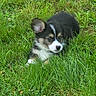 Phil Colins is registered to the contest to win money with this photo: adorable, alert, animal, canine, cute, dog, fur, grass, greenery, lawn, nature, outdoor, pet, playful, puppy, relaxed, small, summer, tricolor, young