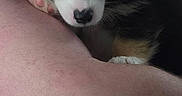 Phil Colins is registered to the contest to win money with this photo: animal, closeup, cute, dog, expression, face, fur, hand, holding, indoor, looking, man, person, pet, portrait, puppy, shoulder, skin, tricolor, young