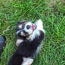 Phil Colins joined the competition — help win amazing prizes! animal, background, canine, cute, dog, ears, fur, grass, greenery, happy, lying_down, nature, outdoor, pet, playful, puppy, small_dog, smiling, tongue, young_dog