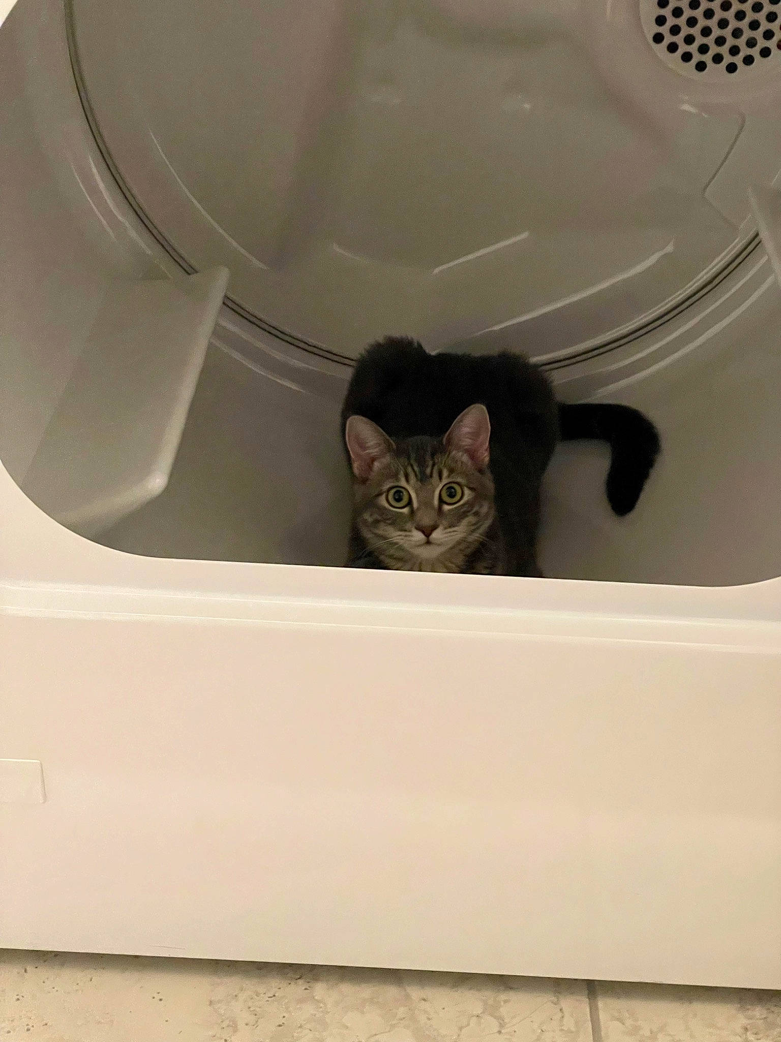 Nala joined the competition — help win amazing prizes! bathroom, carnivore, cat, clothes_dryer, felidae, fixture, gas, grey, home_appliance, light, pet_supply, plastic, plumbing, plumbing_fixture, rectangle, room, small_to_medium_sized_cats, toilet, whiskers, white