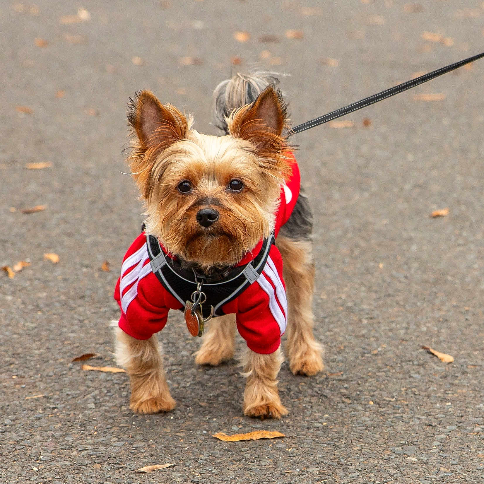 Chi Chi joined the competition — help win amazing prizes! accessories, affenpinscher, animal, canine, dog, formalwear, leash, person, pet, puppy, road, strap, tarmac, terrier, tie, walkingdog