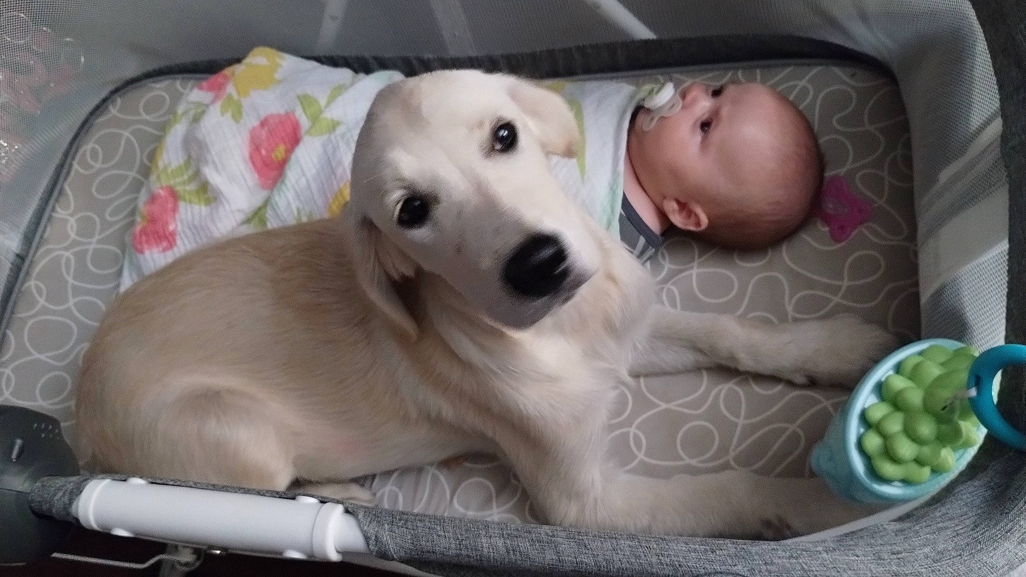 Bexley joined the competition — help win amazing prizes! baby, bed, canidae, carnivore, child, comfort, companion_dog, couch, dog, dog_breed, dog_supply, fawn, fur, grape, natural_foods, person, pet_supply, snout, sporting_group, whiskers