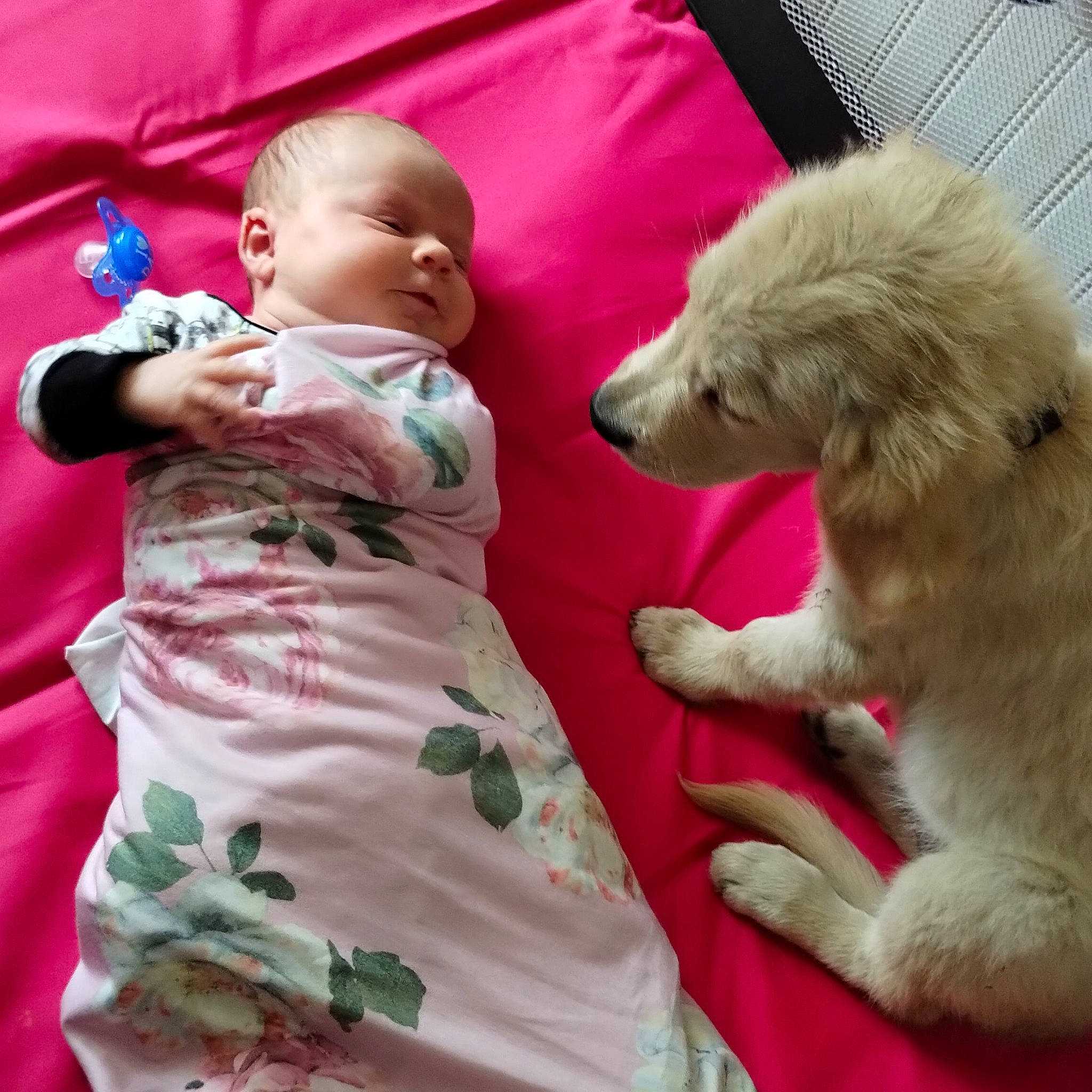 Bexley is registered to the contest to win money with this photo: baby, baby_products, baby_toddler_clothing, canidae, carnivore, child, comfort, companion_dog, dog, dog_breed, fun, fur, happy, linens, mammal, person, pink, play, sporting_group, toddler