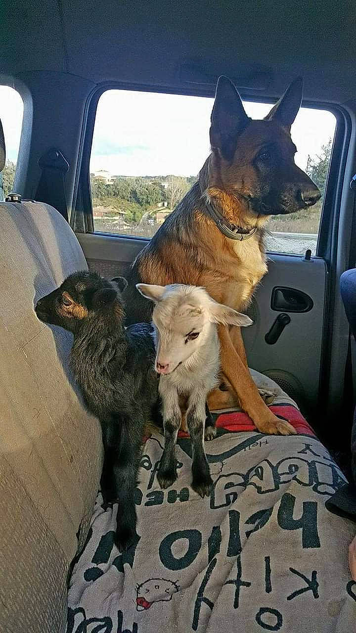 Alba participe au concours pour gagner de l'argent avec cette photo : auto_part, automotive_exterior, car, car_seat, carnivore, collar, companion_dog, dog, dog_breed, door, fawn, mammal, motor_vehicle, sky, snout, vehicle, vehicle_door, vertebrate, window, working_animal