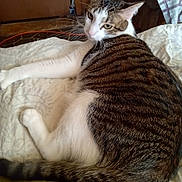 Charlie joined the competition — help win amazing prizes! cat, tabby, pet, indoor, bed, resting, fur, animal, whiskers, tail, white, brown, striped, curious, relaxed, home, comfort, feline, sleepy, cozy