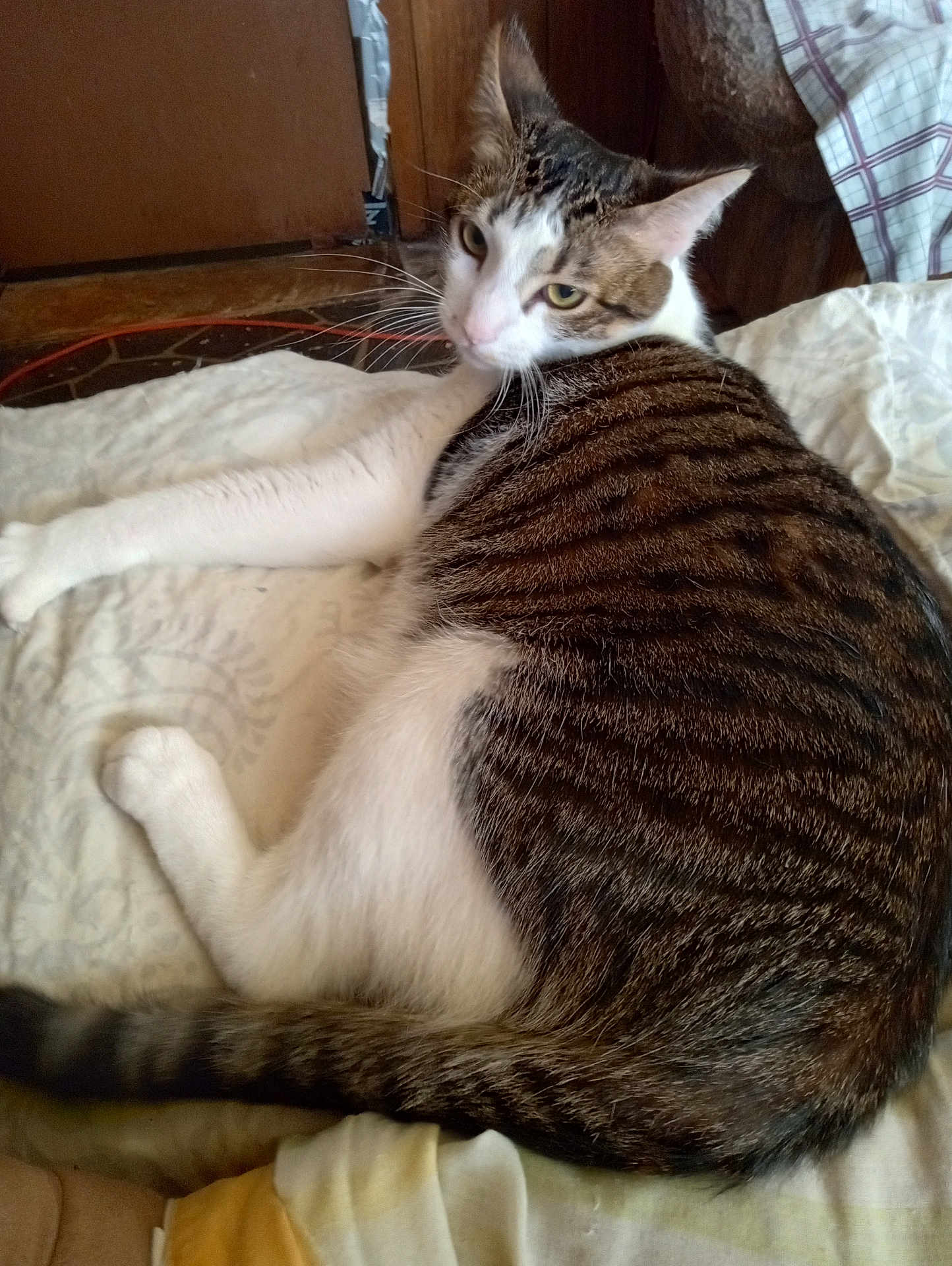 Charlie joined the competition — help win amazing prizes! cat, tabby, pet, indoor, bed, resting, fur, animal, whiskers, tail, white, brown, striped, curious, relaxed, home, comfort, feline, sleepy, cozy