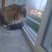 Princess joined the competition — help win amazing prizes! cat, window, fluffy, indoor, pet, curious, side_view, looking_outside, animal, feline, domestic_cat, fur, whiskers, paws, windowsill, reflection, quiet, calm, daylight, home