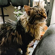 Piper is registered to the contest to win money with this photo: cat, fluffy, long_hair, pet, indoor, chair, furniture, flower, decor, whiskers, portrait, animal, domestic, curious, mammal, closeup, tabby, side_view, relaxed, houseplant