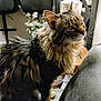 cat, fluffy, long_hair, pet, indoor, chair, furniture, flower, decor, whiskers, portrait, animal, domestic, curious, mammal, closeup, tabby, side_view, relaxed, houseplant