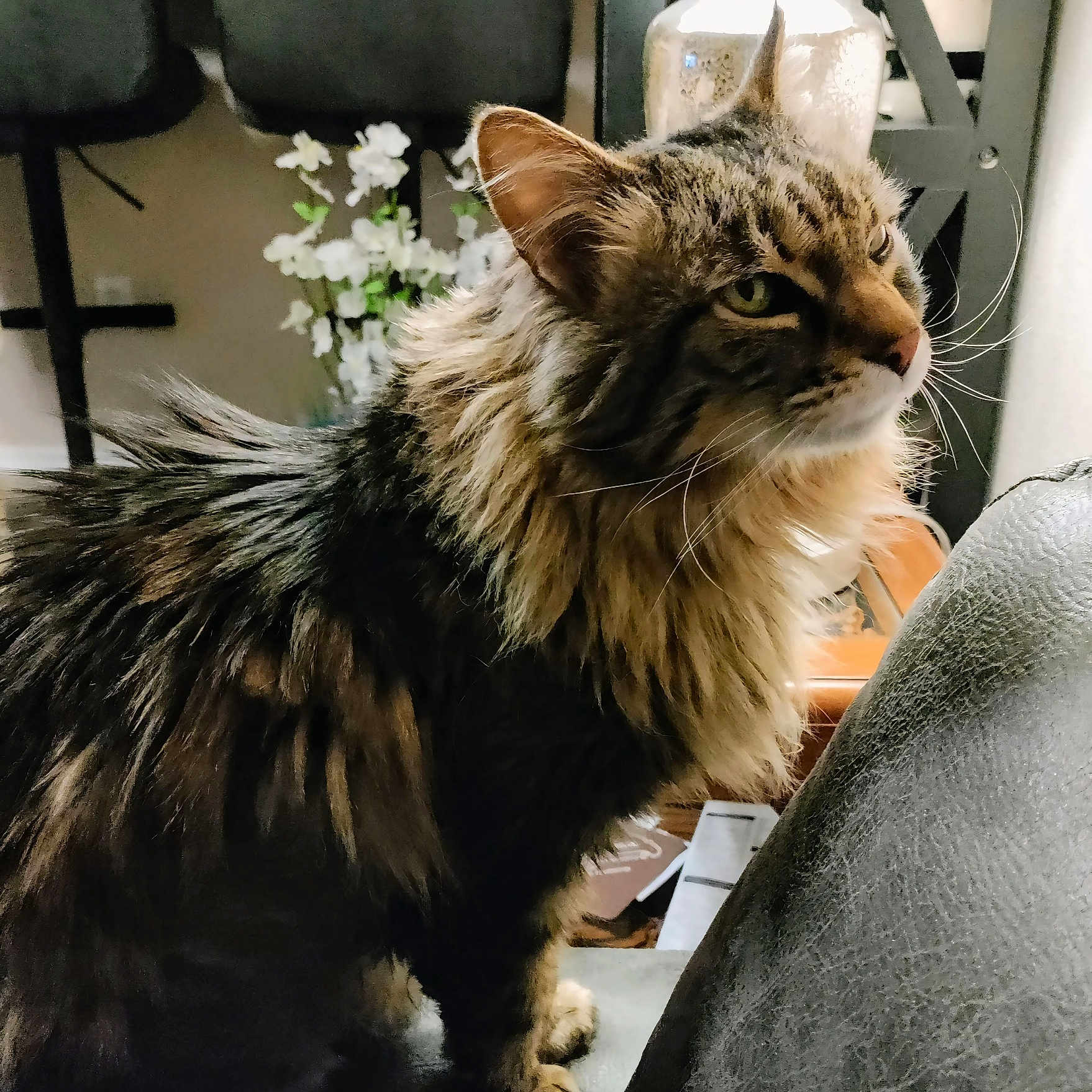 Piper is registered to the contest to win money with this photo: animal, cat, chair, closeup, curious, decor, domestic, flower, fluffy, furniture, houseplant, indoor, long_hair, mammal, pet, portrait, relaxed, side_view, tabby, whiskers
