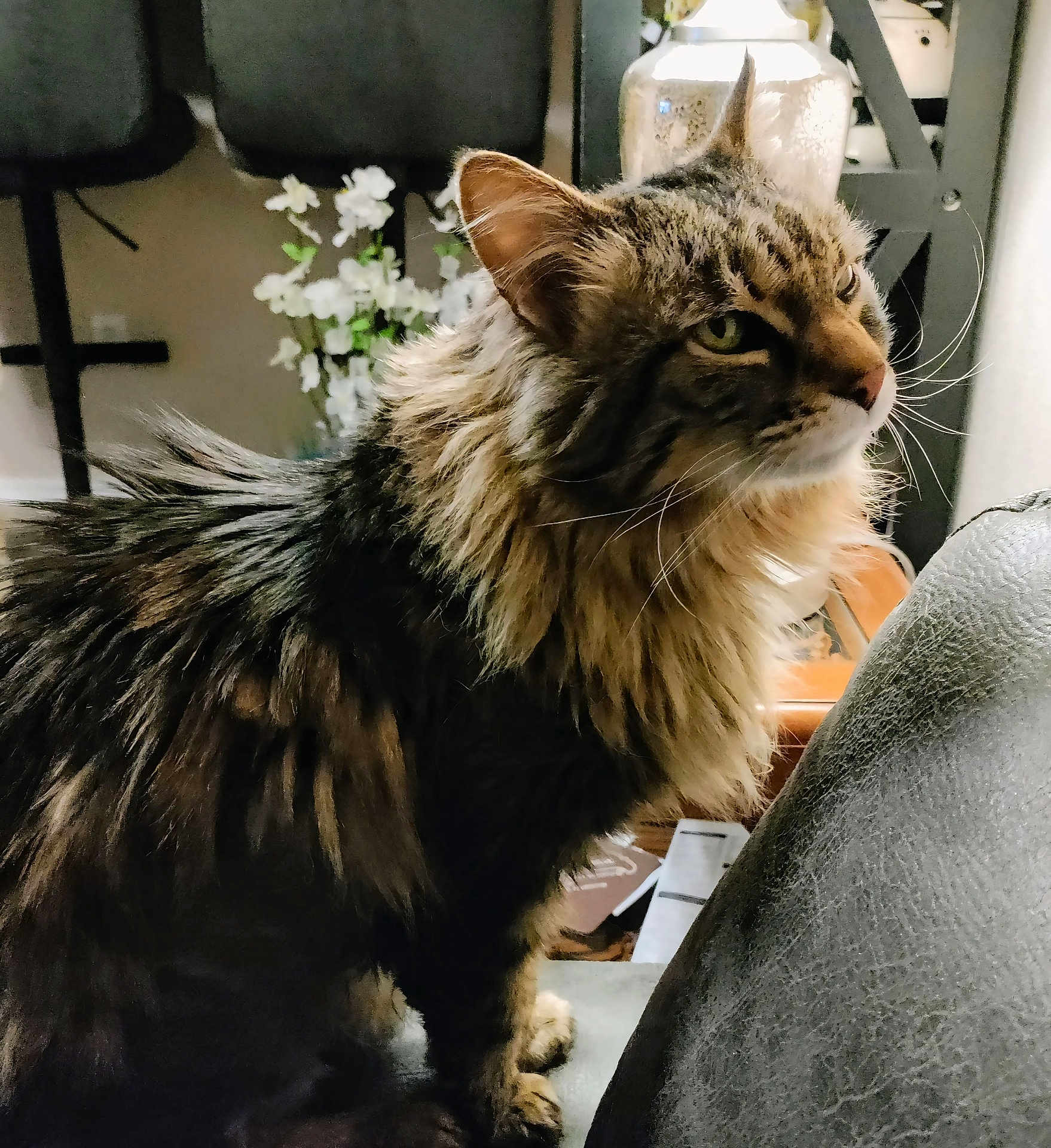 Piper is registered to the contest to win money with this photo: cat, fluffy, long_hair, pet, indoor, chair, furniture, flower, decor, whiskers, portrait, animal, domestic, curious, mammal, closeup, tabby, side_view, relaxed, houseplant