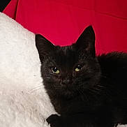 Orka a rejoint le concours — aidez-le/la à gagner de superbes lots ! black, black_cat, bombay, cat, cat_like_mammal, chartreux, domestic_short_haired_cat, fur, kitten, korat, small_to_medium_sized_cats, snout, whiskers