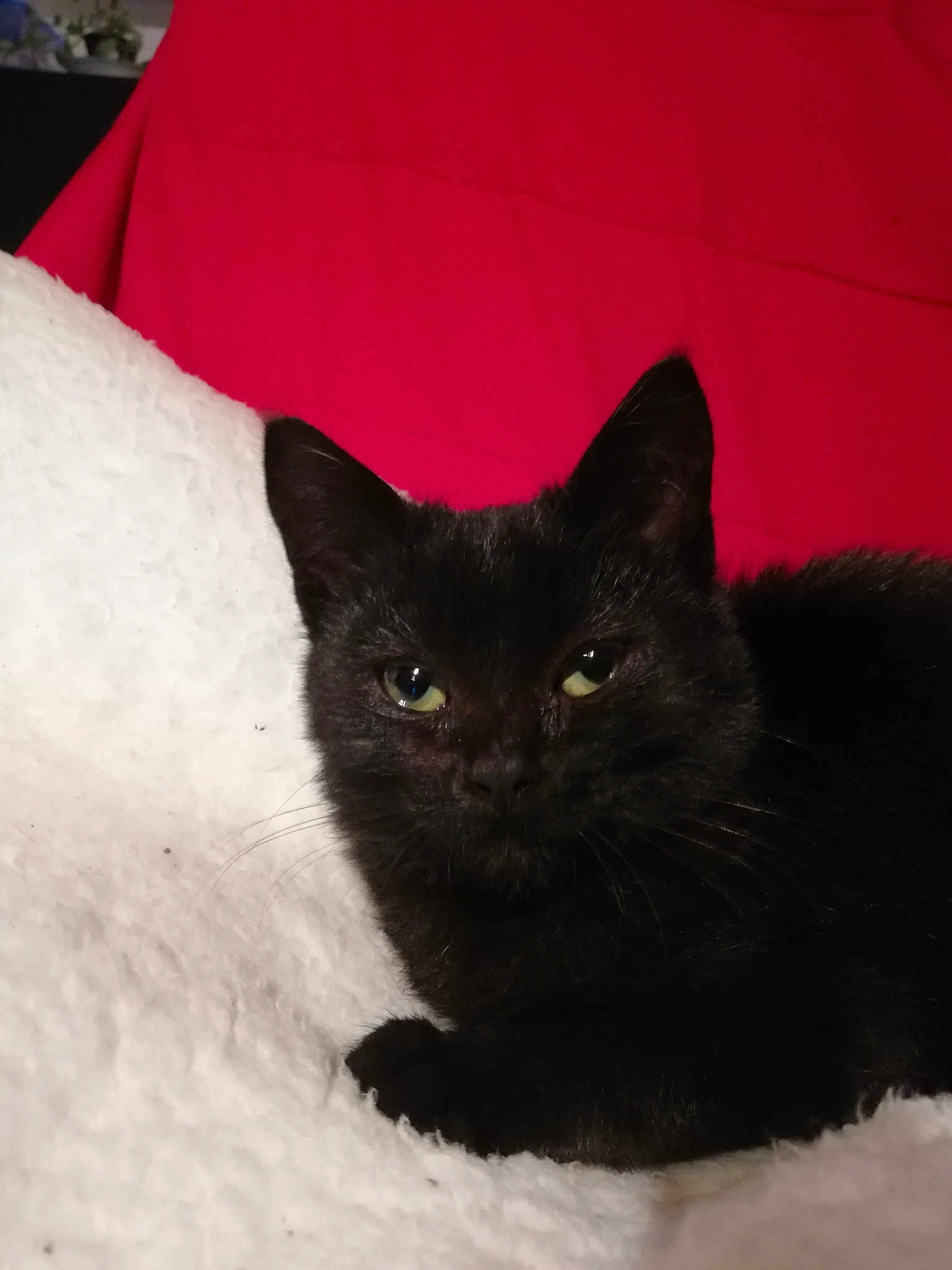 Orka