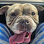 animal, blue_stripes, bulldog, canine, close_up, cute, dog, ears, fabric, face, friendly, happy, indoor, legs, nose, pet, smiling, teeth, tongue_out, wrinkles