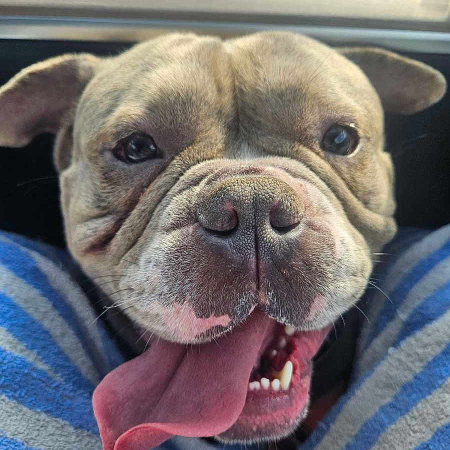 Nugget participe au concours pour gagner de l'argent avec cette photo : animal, blue_stripes, bulldog, canine, close_up, cute, dog, ears, fabric, face, friendly, happy, indoor, legs, nose, pet, smiling, teeth, tongue_out, wrinkles