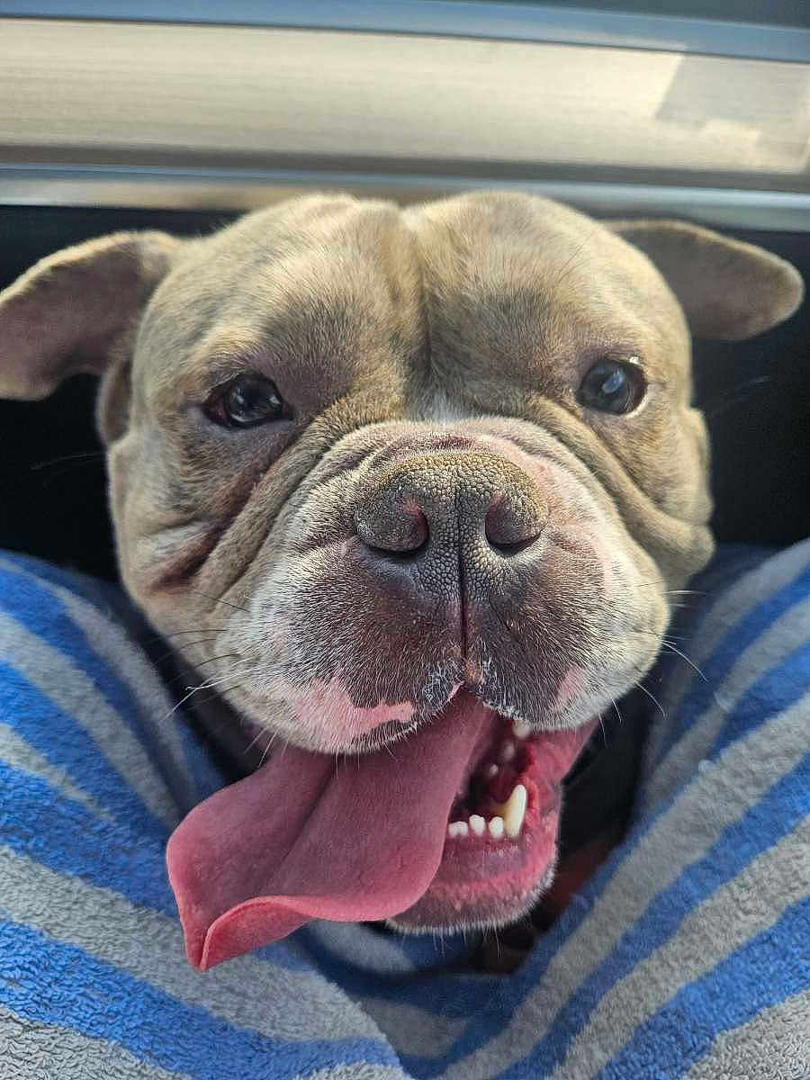 Nugget