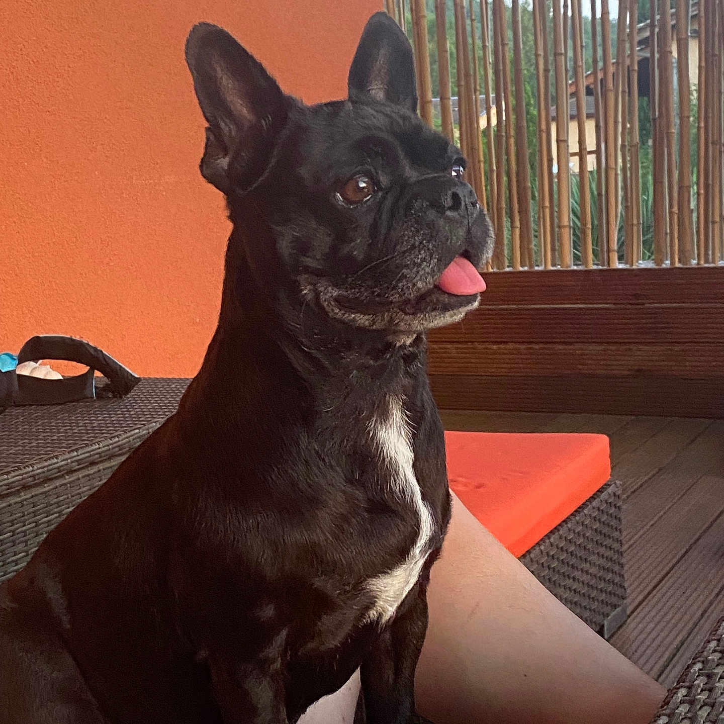 Niska a rejoint le concours — aidez-le/la à gagner de superbes lots ! animal, bostonbull, bulldog, canine, dog, dogbed, frenchbulldog, pet, pitbull, puppy