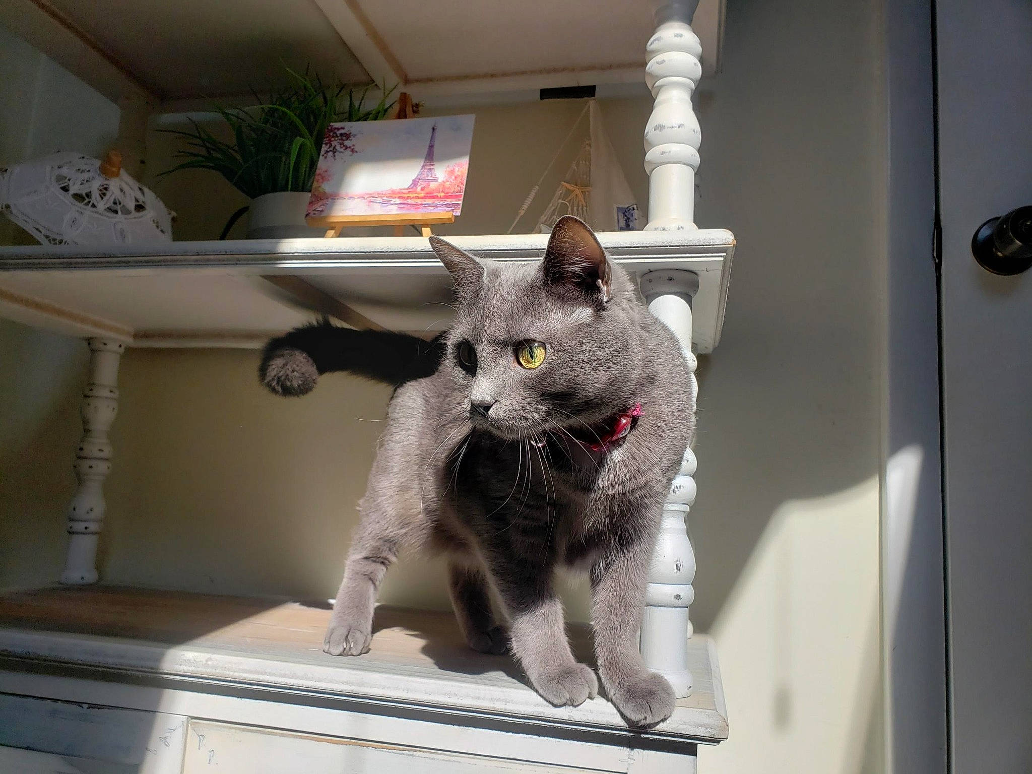 Emme joined the competition — help win amazing prizes! black_cat, carnivore, cat, cat_furniture, cat_supply, chartreux, domestic_short_haired_cat, felidae, fur, grey, houseplant, paw, plant, room, russian_blue, shelf, small_to_medium_sized_cats, snout, tail, whiskers
