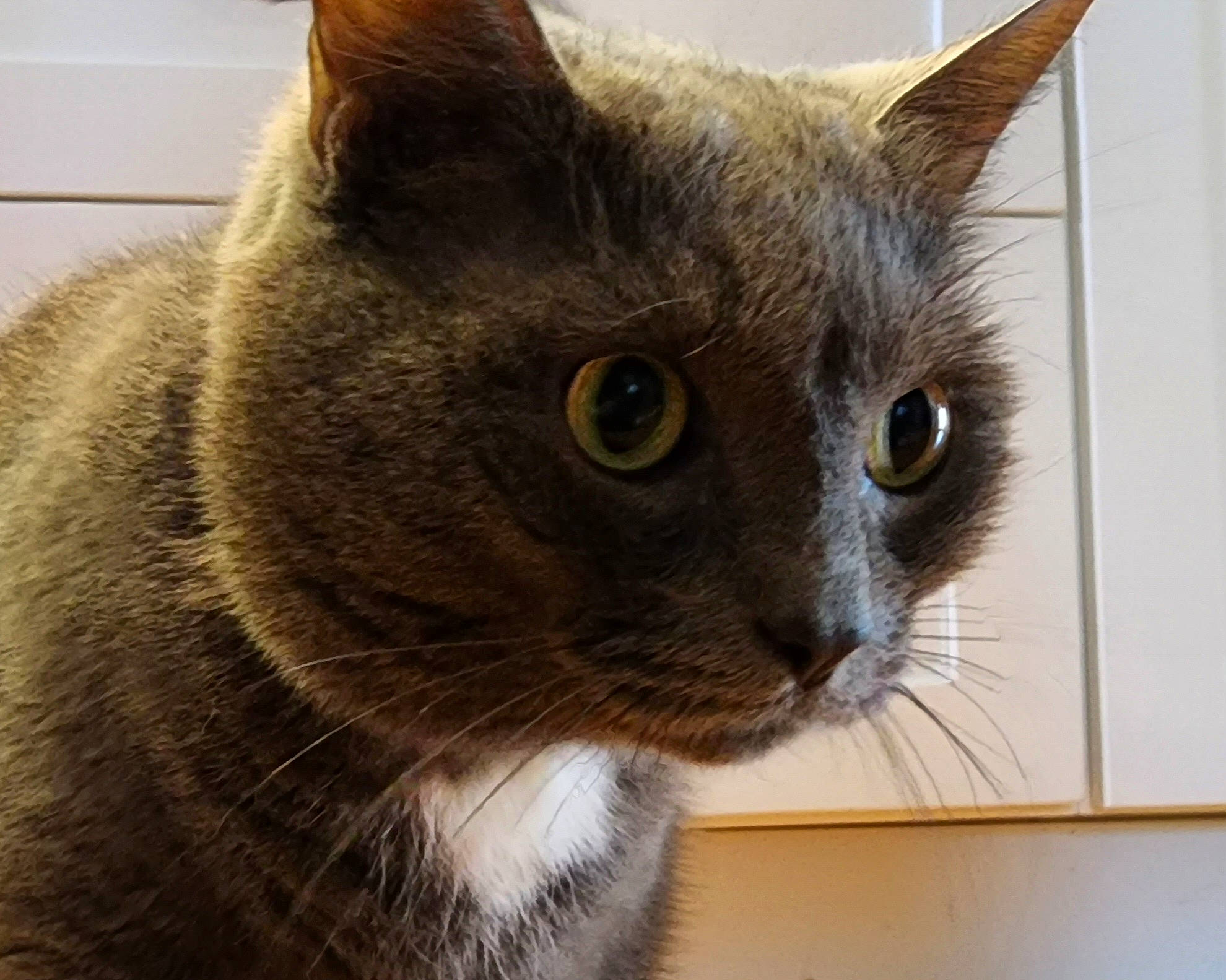 Emme joined the competition — help win amazing prizes! carnivore, cat, cat_furniture, domestic_short_haired_cat, felidae, fur, grey, pet_supply, small_to_medium_sized_cats, snout, terrestrial_animal, vehicle_door, whiskers, window