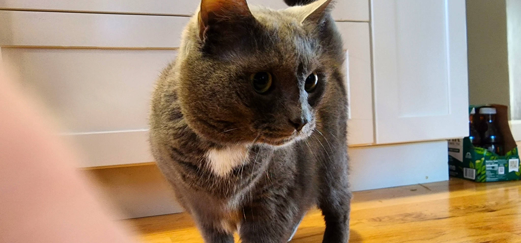 Emme is registered to the contest to win money with this photo: carnivore, cat, cat_supply, claw, domestic_short_haired_cat, fawn, felidae, flooring, fur, hardwood, paw, pet_supply, small_to_medium_sized_cats, snout, tail, terrestrial_animal, whiskers, window