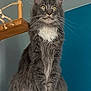 alert, animal, blue_wall, cat, claws, curious, domestic_cat, ears, feline, fluffy, gray_fur, indoor, long_hair, paws, pet, portrait, sitting, whiskers, white_fur, wooden_cat_tree