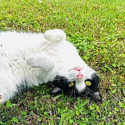 Oreo joined the competition — help win amazing prizes! cat, black_and_white_cat, grass, outdoor, animal, pet, cute, relaxed, lying_down, greenery, nature, fur, whiskers, paws, pink_nose, yellow_eyes, playful, sunlight, close_up, adorable