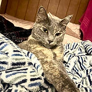 Stormy is registered to the contest to win money with this photo: cat, bed, blanket, stretching, feline, cozy, indoor, fur, pet, relaxed, soft, comfort, pattern, headboard, lighting, warm, animal, resting, paw, cute