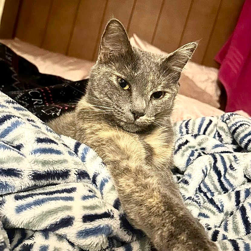 Stormy is registered to the contest to win money with this photo: cat, bed, blanket, stretching, feline, cozy, indoor, fur, pet, relaxed, soft, comfort, pattern, headboard, lighting, warm, animal, resting, paw, cute