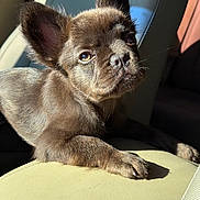 Boogie is registered to the contest to win money with this photo: puppy, dog, french_bulldog, brown_fur, fluffy, large_ears, wrinkled_face, short_muzzle, sitting, lying_down, car, car_seat, vehicle_interior, leather_seat, sunlight, portrait, close_up, pet, cute, indoor