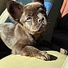 puppy, dog, french_bulldog, brown_fur, fluffy, large_ears, wrinkled_face, short_muzzle, sitting, lying_down, car, car_seat, vehicle_interior, leather_seat, sunlight, portrait, close_up, pet, cute, indoor