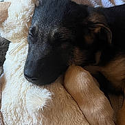 Gus Pierce is registered to the contest to win money with this photo: puppy, dog, stuffed_animal, blanket, sleeping, cozy, indoor, cute, fur, pet, snuggling, soft, resting, animal, closeup, comfort, napping, young_dog, domestic, relaxation