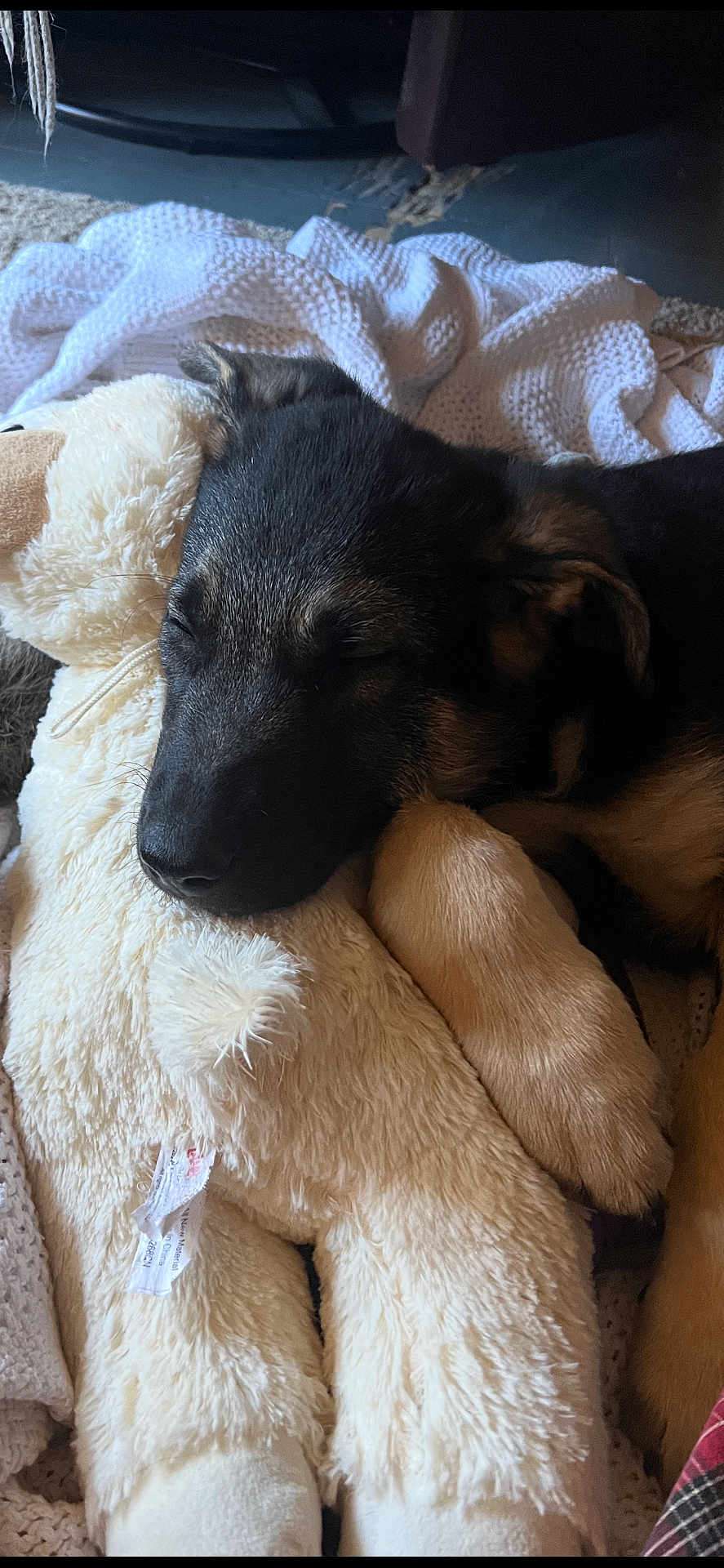Gus Pierce is registered to the contest to win money with this photo: puppy, dog, stuffed_animal, blanket, sleeping, cozy, indoor, cute, fur, pet, snuggling, soft, resting, animal, closeup, comfort, napping, young_dog, domestic, relaxation