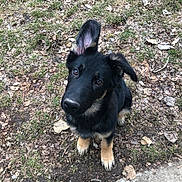 Bailey joined the competition — help win amazing prizes! animal, black, brown_eyes, curious, cute, dog, ear, footwear, grass, ground, leaves, looking_up, nature, one_ear_up, outdoor, pet, puppy, sitting, tan, young