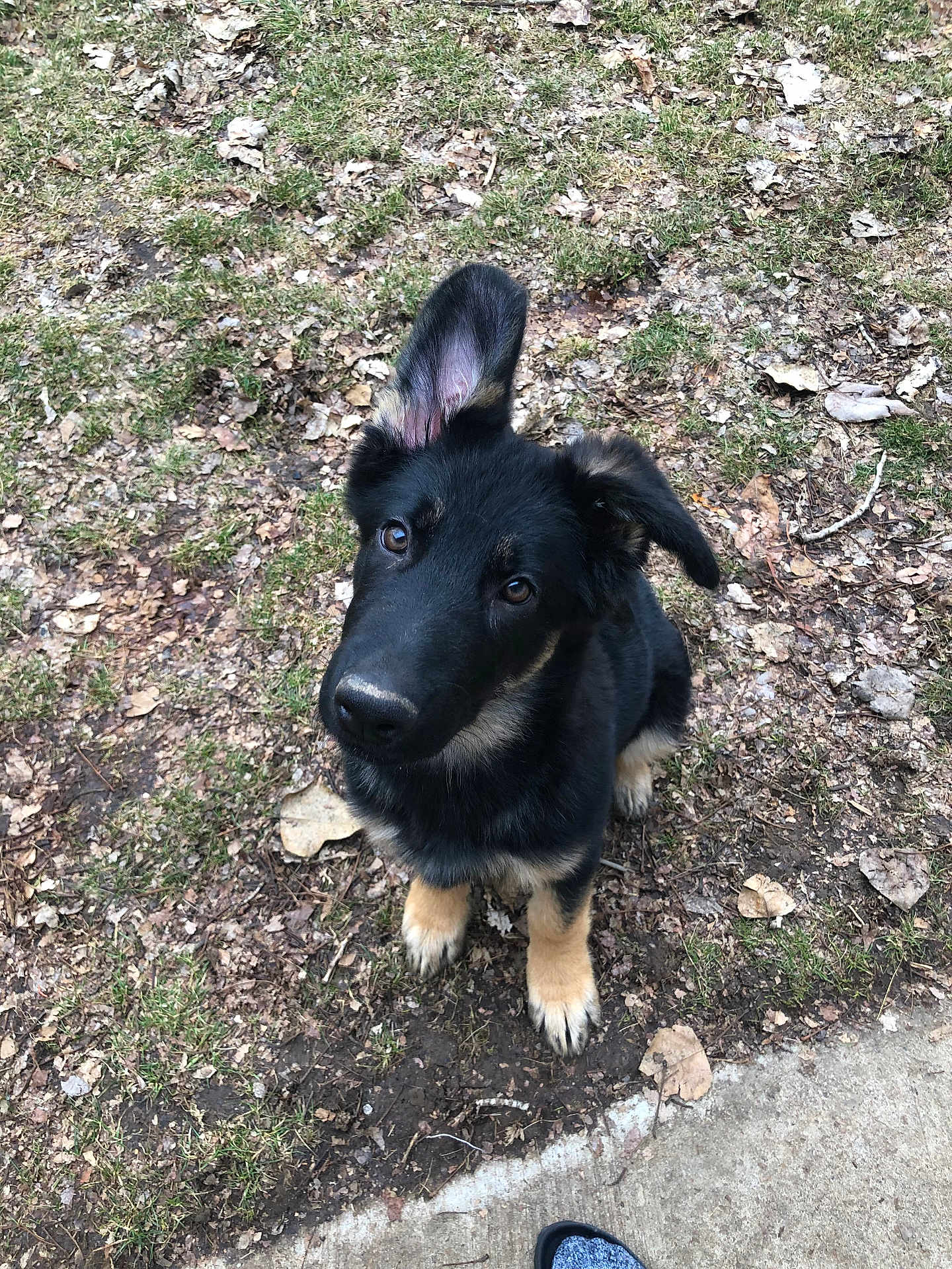 Bailey