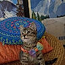 kitten, cat, tabby, bow_tie, cushion, woven_surface, indoor, poster, mountain_art, colorful, cute, pet, young, fur, whiskers, ears, sitting, decor, curious, playful
