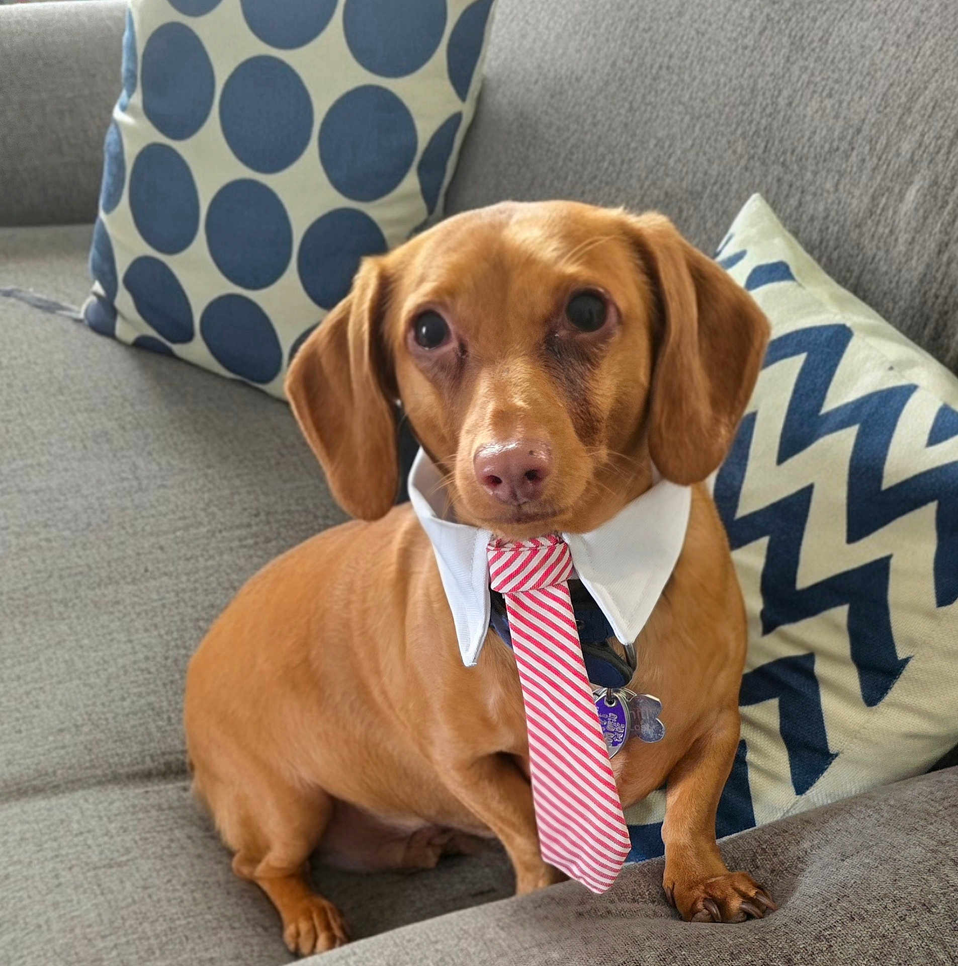 Carl is registered to the contest to win money with this photo: dog, dachshund, pet, tie, collar, couch, pillow, indoor, brown_dog, sitting, looking_at_camera, cute, domestic_animal, furniture, striped_tie, patterned_pillow, short_hair, animal_portrait, companion, calm