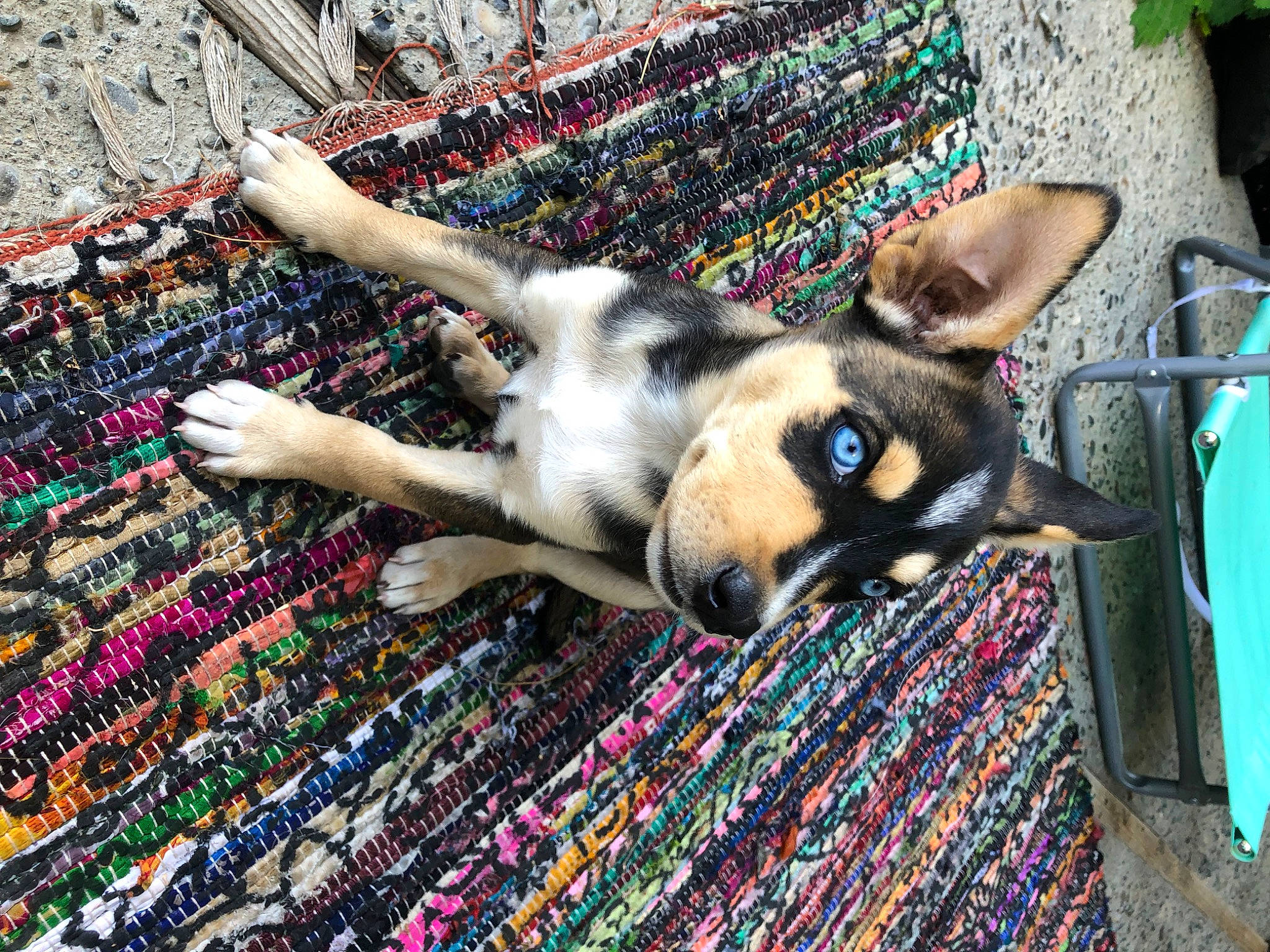 Styles is registered to the contest to win money with this photo: art, canidae, carnivore, city, companion_dog, corgi_chihuahua, dog, dog_breed, fawn, flooring, fur, human_leg, non_sporting_group, pattern, plant, snout, sporting_group, toy_dog, working_animal