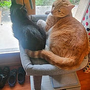 Oreo a rejoint le concours — aidez-le/la à gagner de superbes lots ! cat, black_cat, orange_tabby_cat, cat_perch, window, greenery, indoor, pets, feline, animal, resting, curious, floor, shoes, wooden_floor, home_interior, cozy, sunlight, curtains, relaxing