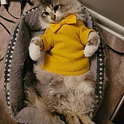 Bennie joined the competition — help win amazing prizes! adorable, animal, bow_tie, cat, cozy, cute, domestic, fashion, feline, fluffy, fur, indoor, paws, pet_bed, relaxed, resting, soft, warm, wood_floor, yellow_sweater