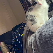 Cupcake Rayne is registered to the contest to win money with this photo: blanket, cat, cozy, curtain, ears, eyes, fur, home, indoor, kitten, living_room, pet, polka_dot, portrait, sitting, sofa, soft_texture, throw, upholstery, whiskers