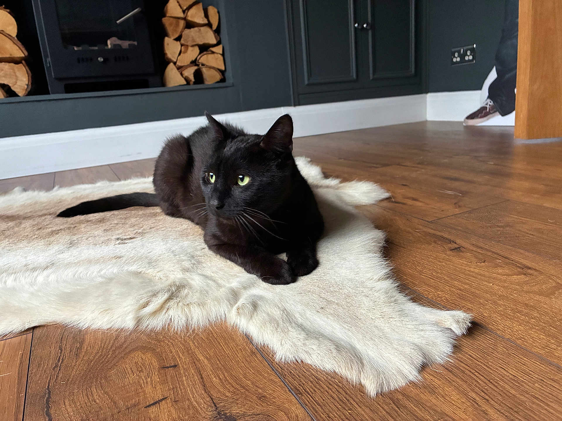 Kitkat joined the competition — help win amazing prizes! black_cat, cat, fur_rug, wood_floor, firewood, indoor, green_eyes, feline, relaxed, home_interior, cabinet, door, shoes, pet, animal, curious, cozy, domestic, resting, wood