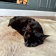 Kitkat is registered to the contest to win money with this photo: black_cat, sleeping, fur_rug, indoor, cozy, firewood, stacked_wood, floor, cabinet, resting, pet, animal, quiet, home, domestic, feline, calm, relaxation, soft_texture, peaceful