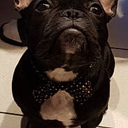 Oreo a rejoint le concours — aidez-le/la à gagner de superbes lots ! bulldog, carnivoran, companion_dog, dog, dog_breed, dog_breed_group, dog_like_mammal, french_bulldog, mammal, non_sporting_group, snout, toy_bulldog, vertebrate