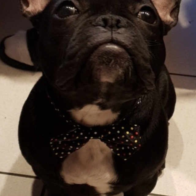 Oreo