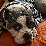 Gost participe au concours pour gagner de l'argent avec cette photo : dog, glasses, striped_shirt, couch, orange_cushion, relaxed, indoor, pet, animal, resting, fur, face, ears, nose, paw, home, comfort, two_dogs, curious, cozy