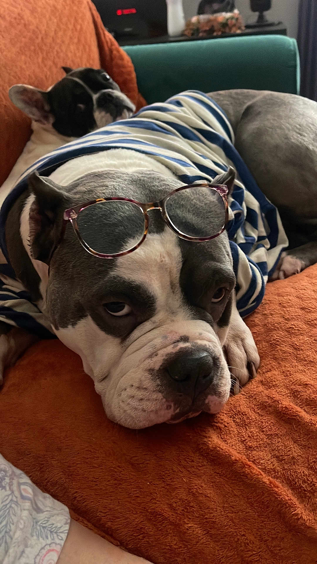 Gost participe au concours pour gagner de l'argent avec cette photo : dog, glasses, striped_shirt, couch, orange_cushion, relaxed, indoor, pet, animal, resting, fur, face, ears, nose, paw, home, comfort, two_dogs, curious, cozy