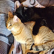 Bear Bear is registered to the contest to win money with this photo: cat, tabby_cat, black_cat, feline, pet, sleeping, cuddling, cozy, blanket, fur, paw, resting, indoor, animal, cute, companion, relaxation, soft, warm, friendship