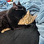 Bear Bear is registered to the contest to win money with this photo: cat, black_cat, tabby_cat, bed, blanket, snuggling, sleeping, cozy, indoor, feline, pet, resting, cute, animal, fur, domestic, soft, comfort, relaxation, nuzzling