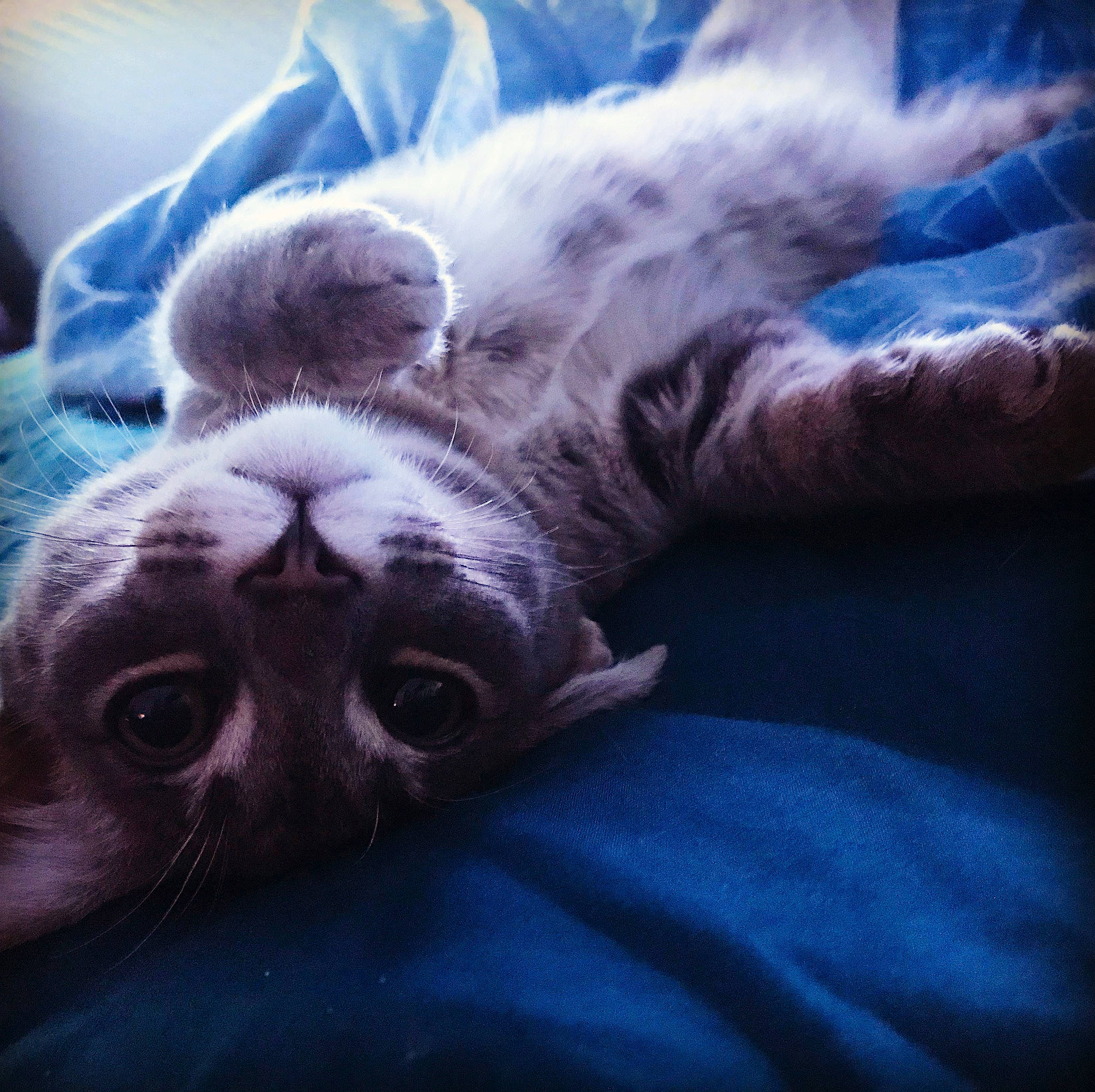 Cola is registered to the contest to win money with this photo: carnivore, cat, cloud, comfort, cumulus, dog_breed, domestic_short_haired_cat, electric_blue, felidae, fur, grey, linens, meteorological_phenomenon, paw, sky, small_to_medium_sized_cats, snout, terrestrial_animal, whiskers, wilderness